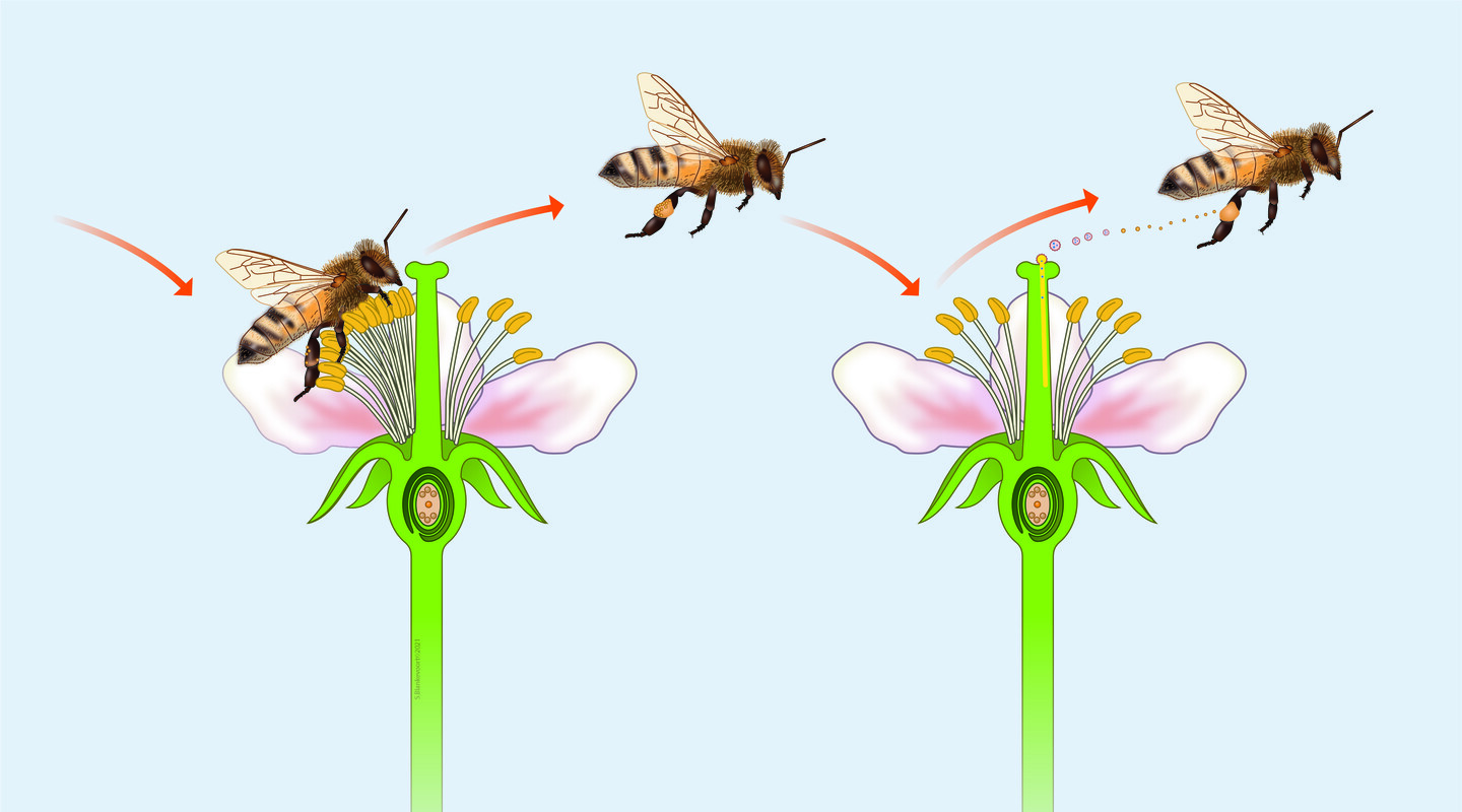 Planten staan ver uit elkaar en kunnen stuifmeel niet zelf naar een andere bloem krijgen. Bijen helpen door de afstand te overbruggen.