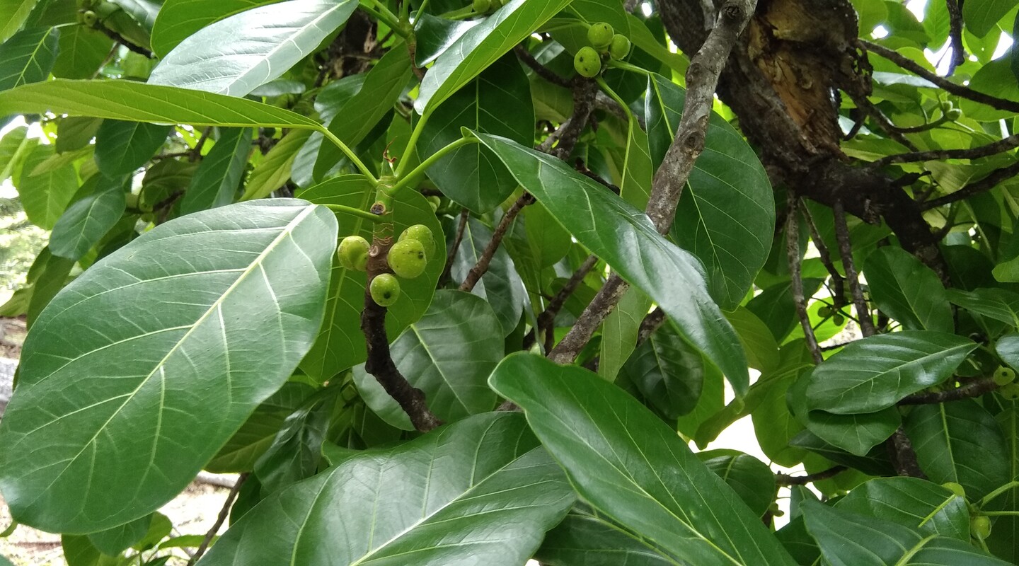 Een vijgenboom in Panama. Er zitten kleine groene vijgen aan.