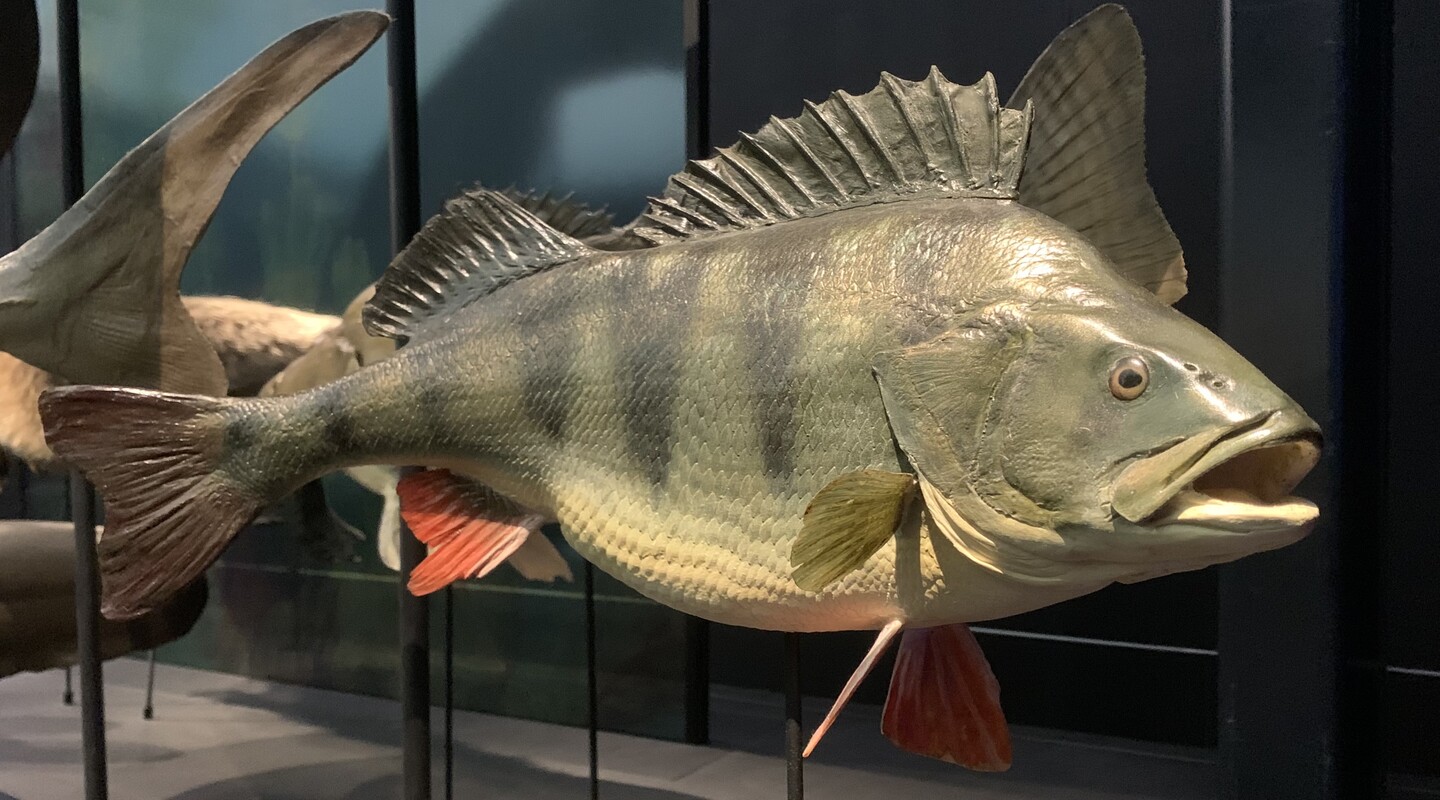 Model van een grote vis in het museum van Naturalis