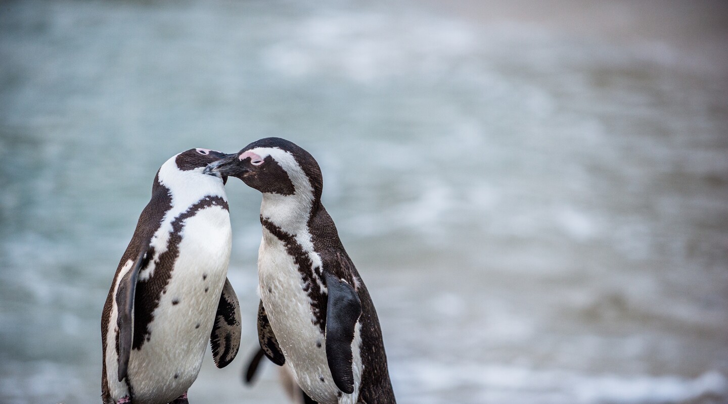 Twee verliefde zwartvoet pinguïns