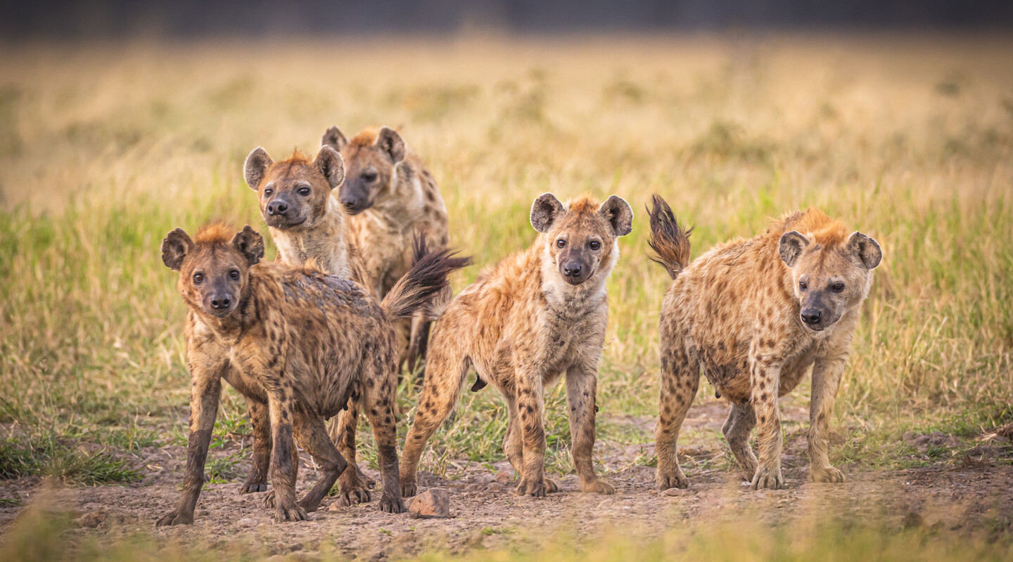 hyena clan bij elkaar