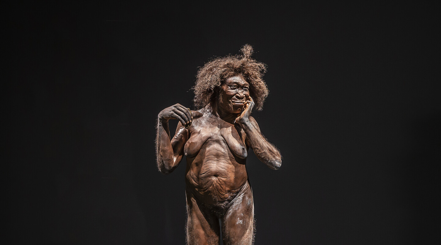 Een beeld van Homo erectus