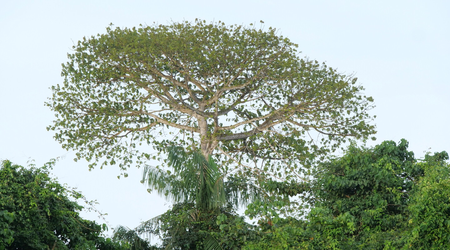 Kankantri, foto Bart de Dijn
