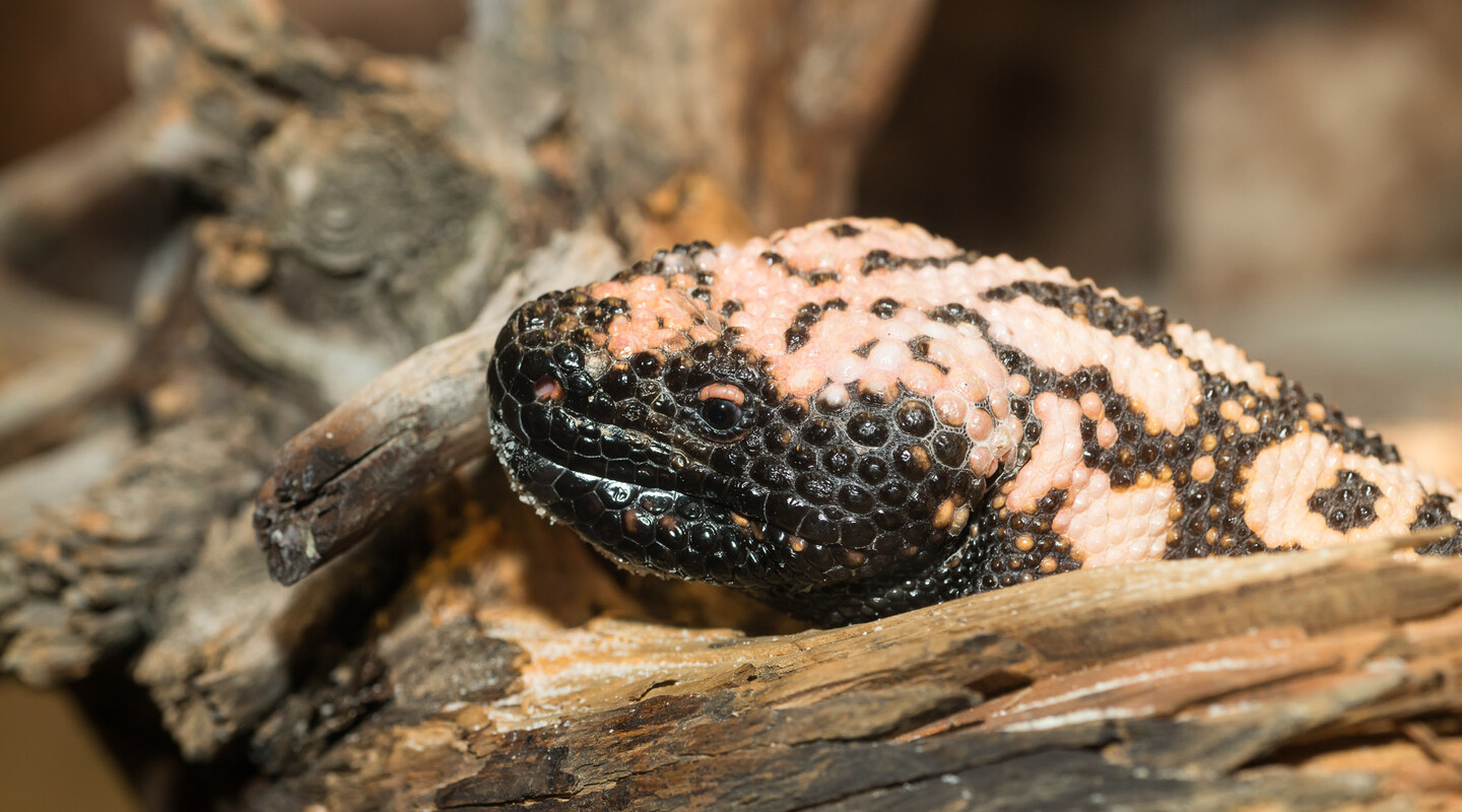 Gilamonster
