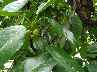 Een vijgenboom in Panama. Er zitten kleine groene vijgen aan.
