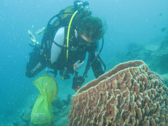 Nicole de Voogd onderzoekt een spons bij Mayotte
