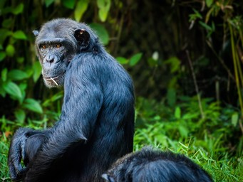 De chimpansee is sterk verwant aan de mens