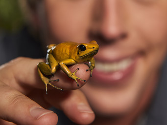 Dr. Freek Vonk met een geelgouden pijlgifkikker