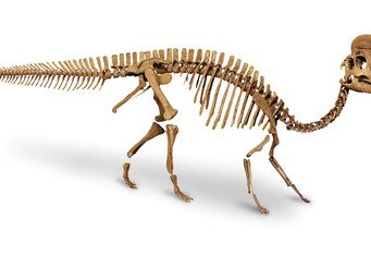 Hadrosaurus skelet