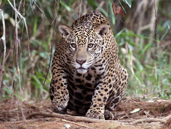 Jaguar op jacht