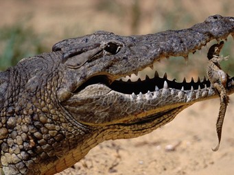 Krokodil met jong