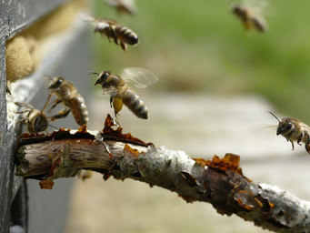 Honingbijen bij nestkast