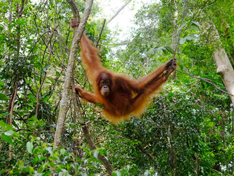 Orang-oetan hoog in de bomen.