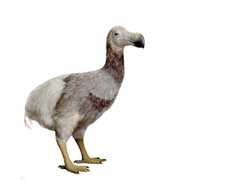 Het dodo model van Jan Hakhof in de collectie van Naturalis.