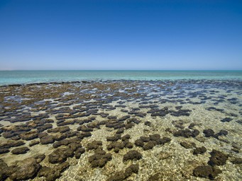 Stromatolieten in Shark Bay, Australië