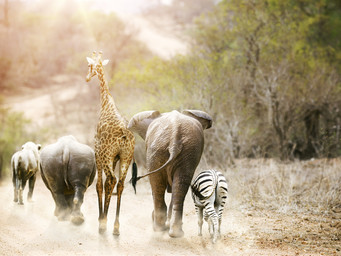 Dieren op een pad in Kruger National Park, Zuid-Afrika