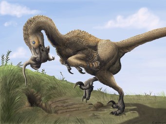 De dinosaurus Saurornitholestes graaft een zoogdier op