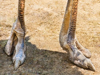 Struisvogel voeten