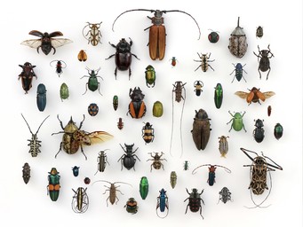 Wat is het geheim van zoveel soorten insecten?