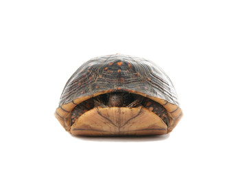 Schildpad verstopt