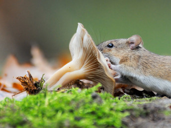 Een muis die een paddenstoel opeet.