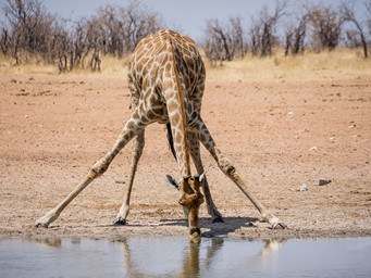 Een drinkende giraffe