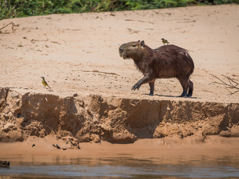 Een capibara met zijn vrienden