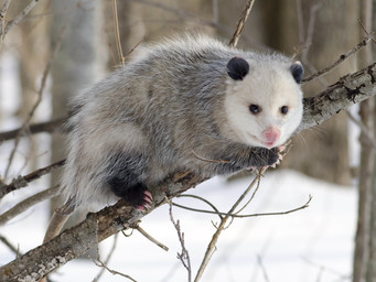 De Virginia opossum is het enige opossum soort dat voorkomt in Noord-Amerika.