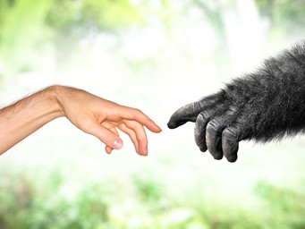 Verschillen tussen mens en aap