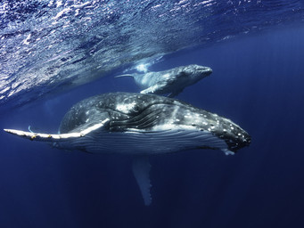 Bultrug walvis
