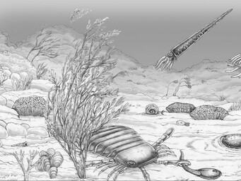 Het Siluur (410-440 miljoen jaar geleden).jpg