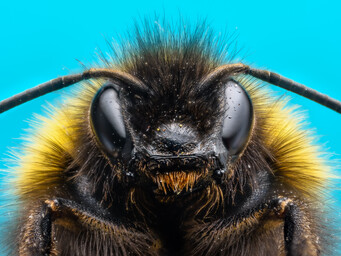 Hommel