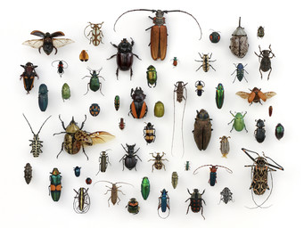 Waarom zijn er zoveel soorten insecten?