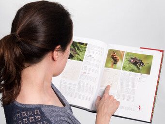Een foto van collectiebeheerder Frederique Bakker met een boek in haar handen met plaatjes van bijen
