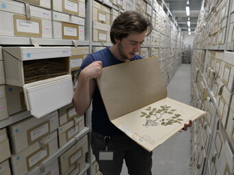 Marnel houdt een herbariumvel vast in de botanie collectie van Naturalis