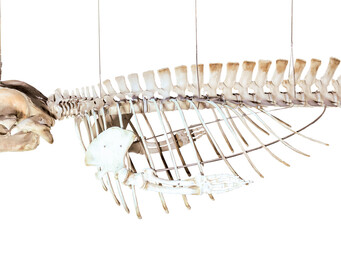 Een skelet van een walvis