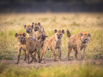 hyena clan bij elkaar