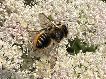 Tuinbladsnijder (Megachile centuncularis) gefotografeerd door Dylan