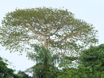 Kankantri, foto Bart de Dijn