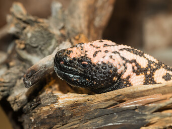 Gilamonster