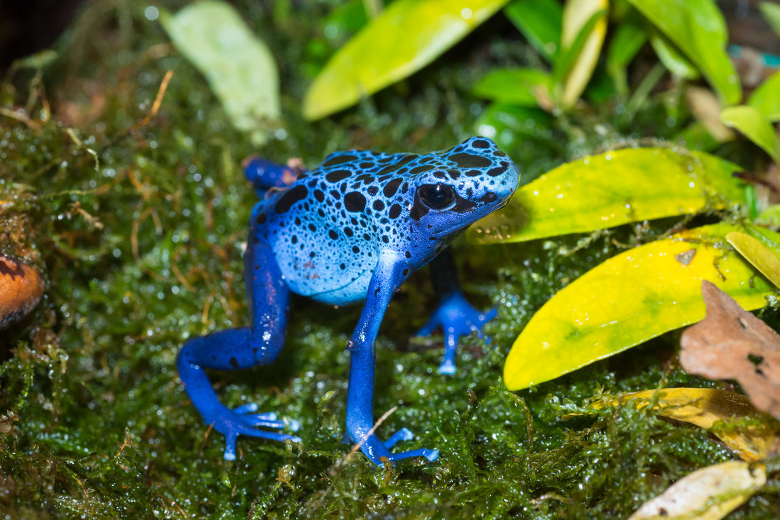 Blauwe pijlgifkikker Dendrobates azureus