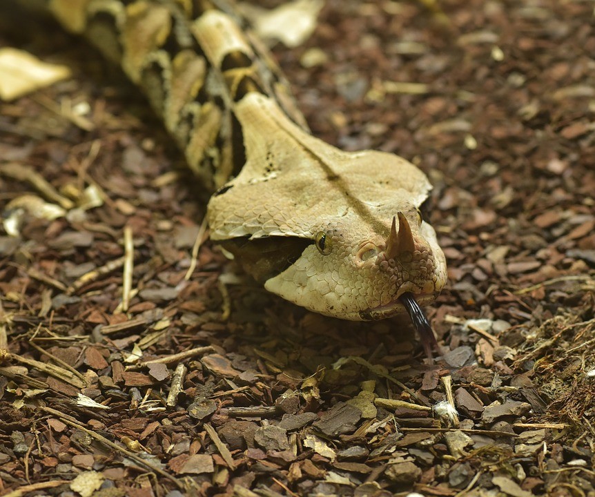 Gabonpofadder (Bitis gabonica)