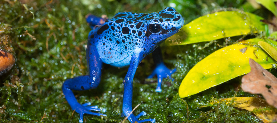 Blauwe pijlgifkikker