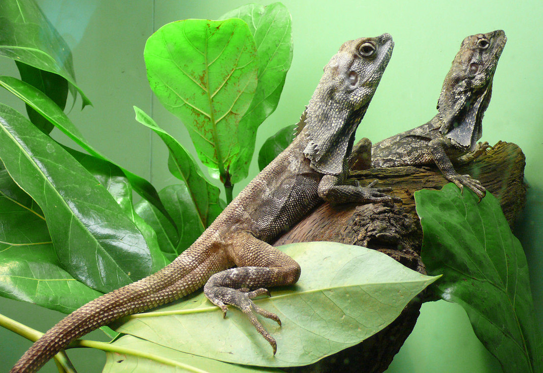 Frilled lizard