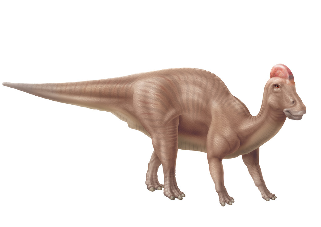 Hadrosaurus reconstructie