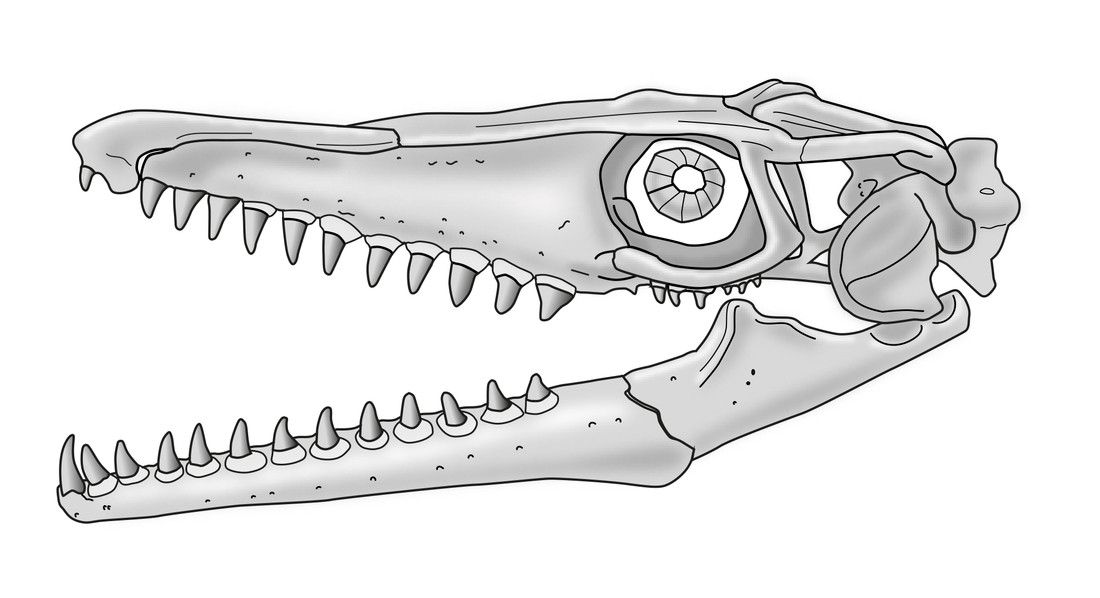 Mosasaurus hoffmanni