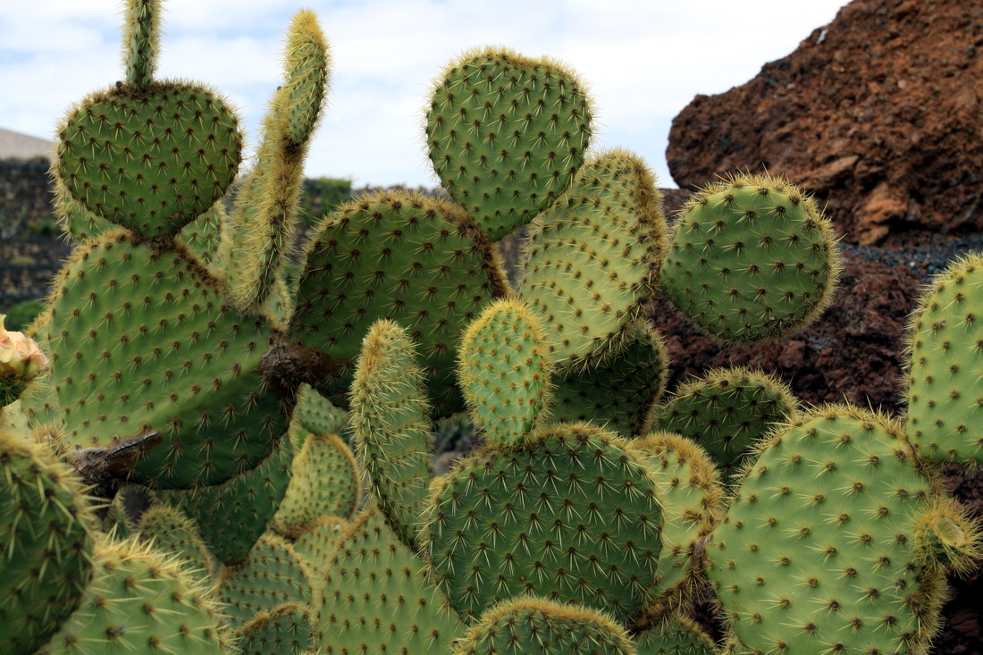 Plant Opuntia scheeri