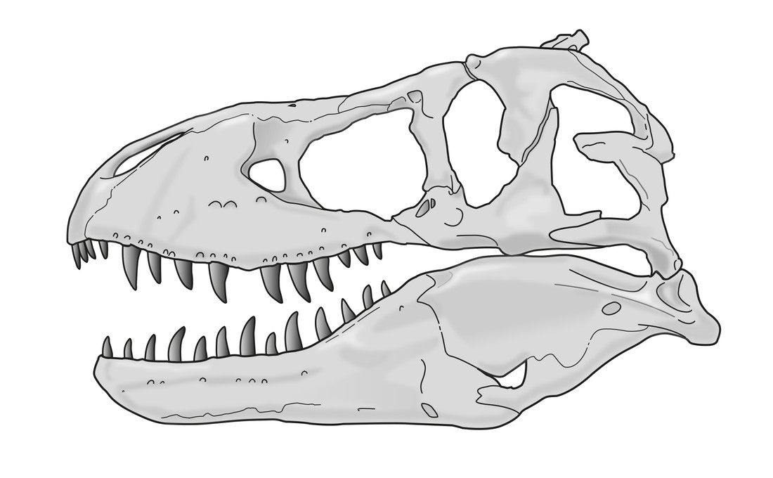 T. rex schedel