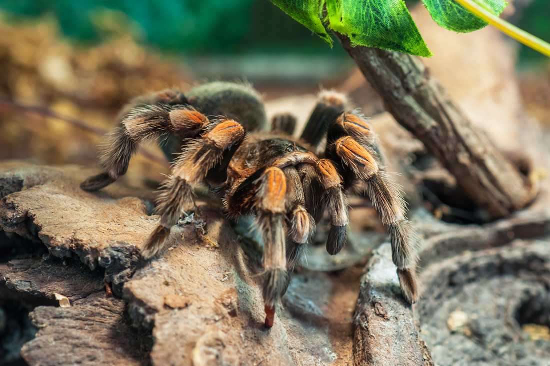 Tarantula