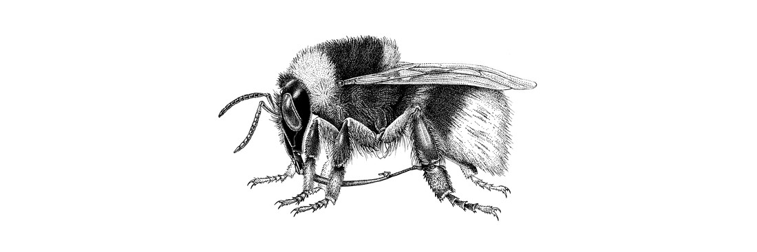 Asbij (Andrena cineraria)